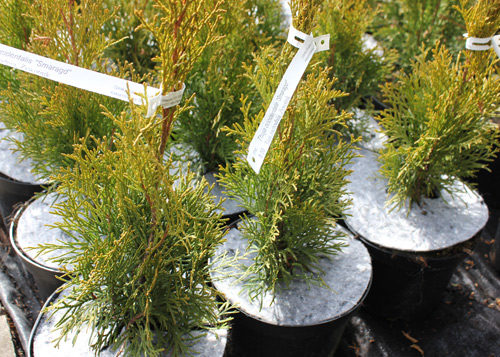 Krążki filcowe do doniczek tj. dyski, krążki doniczkowe z włókniny przeciw chwastom, do stosowania w szkółkarstwie i ogrodnictwie