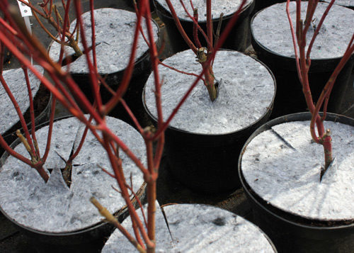 Krążki filcowe do doniczek tj. dyski, krążki doniczkowe z włókniny przeciw chwastom, do stosowania w szkółkarstwie i ogrodnictwie