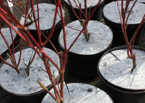 Krążki filcowe do doniczek tj. dyski, krążki doniczkowe z włókniny przeciw chwastom, do stosowania w szkółkarstwie i ogrodnictwie