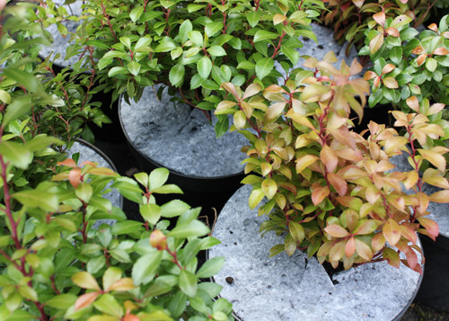 Krążki filcowe do doniczek tj. dyski, krążki doniczkowe z włókniny przeciw chwastom, do stosowania w szkółkarstwie i ogrodnictwie