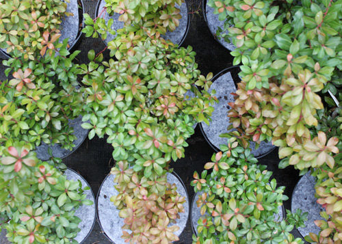 Krążki filcowe do doniczek tj. dyski, krążki doniczkowe z włókniny przeciw chwastom, do stosowania w szkółkarstwie i ogrodnictwie